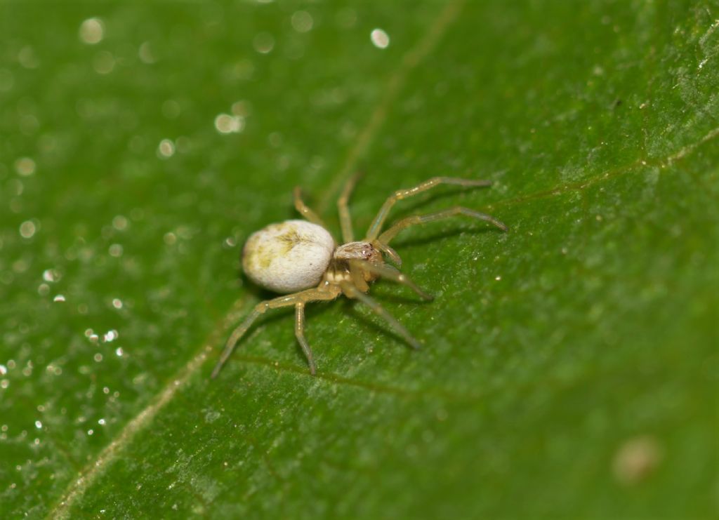 Nigma puella?